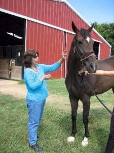 Animal Healing